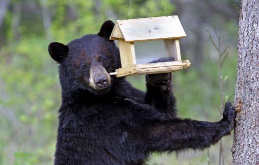 Black Bear Happenings in New Hampshire