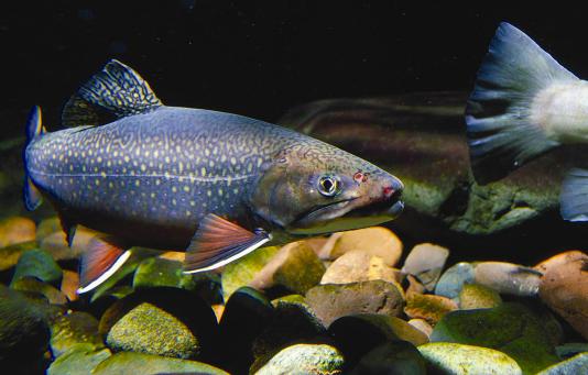Restoring Brook Trout in New Hampshire